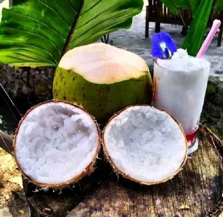 Bibit Kelapa Kopyor Kultur Jaringan